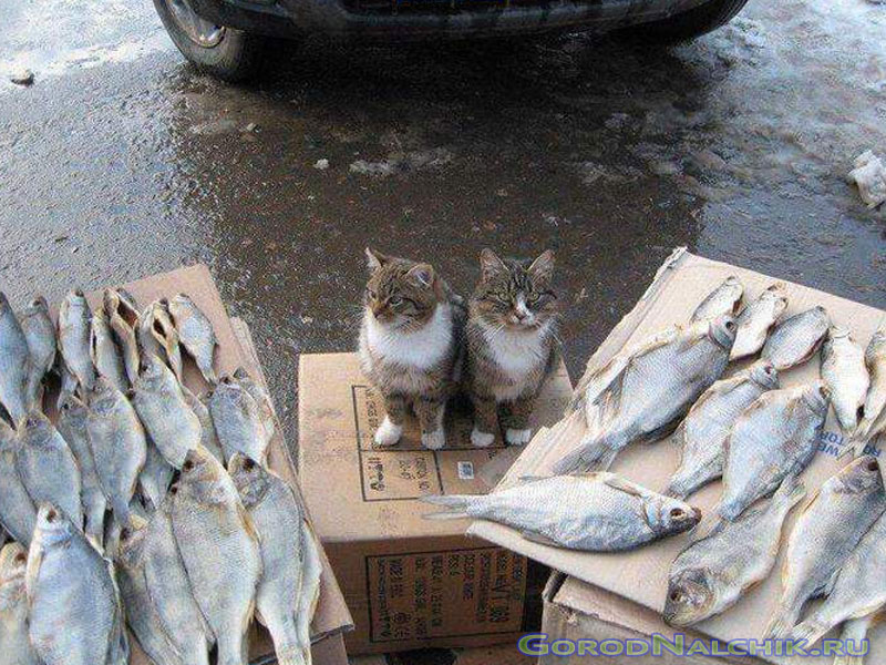 Юмор Нальчика