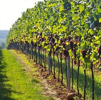 Виноград в саду. Секреты выращивания
